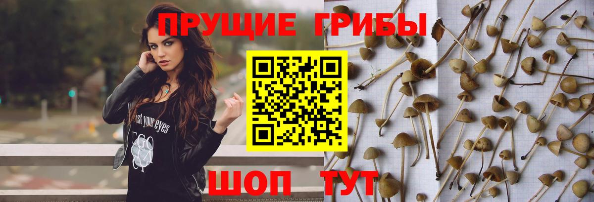 Псилоцибиновые грибы Psilocybe Ревда